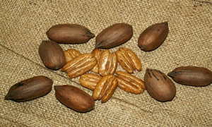 In Shell Pecans 